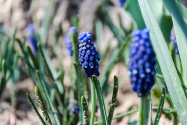 Muscari botryoides çiçeği üzüm sümbülü olarak bilinir..