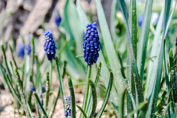 Muscari botryoides çiçeği üzüm sümbülü olarak bilinir..