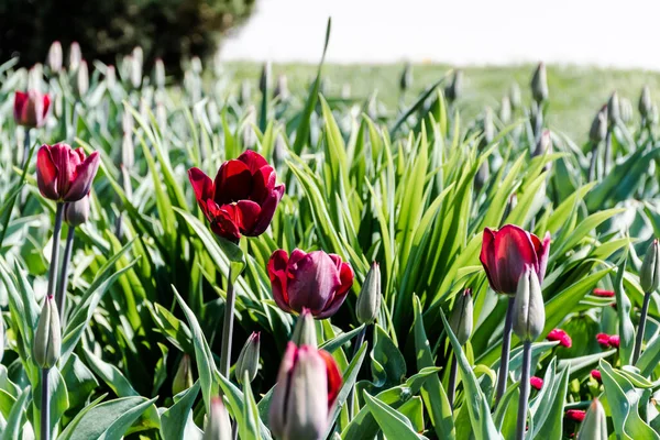 Garden Burgundy Tulips Blooms Spring — Stockfoto