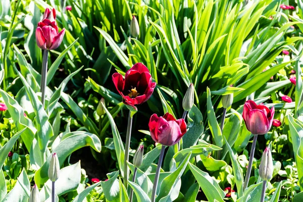 Garden Burgundy Tulips Blooms Spring — Stockfoto