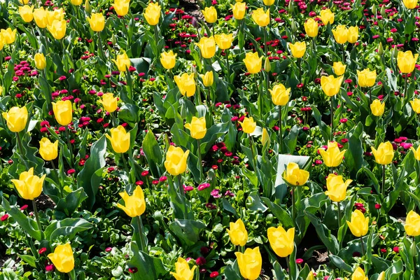 Beautiful Garden Yellow Tulips Red Daisies — Stock Photo, Image