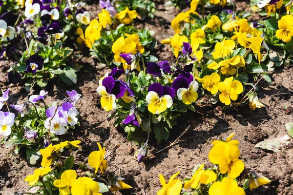 Viola Tricolor Flowers Also Known Wild Pansy Johnny Jump Heartsease — Photo