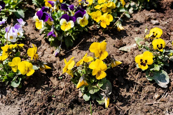 Viola üç renkli çiçekler olarak da bilinir. Vahşi nonoş, Johnny zıpla, kalp krizi geçir..