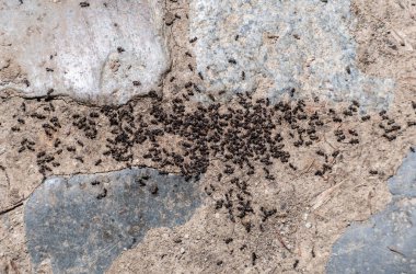 Yerde çok karınca var, arka planda karıncalar çalışıyor..