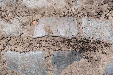 Yerde çok karınca var, arka planda karıncalar çalışıyor..