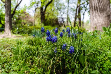 Muscari botryoides çiçeği üzüm sümbülü olarak bilinir..