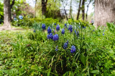 Muscari botryoides çiçeği üzüm sümbülü olarak bilinir..