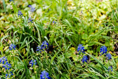 Muscari botryoides çiçeği, üzüm sümbülü ve yaban arısı olarak bilinir..
