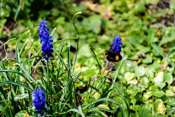 Muscari Botryoides Flower Known Grape Hyacinth Bumblebee Bee — Photo