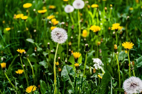 Field Taraxacum Officinale Dandelion Common Dandelion Herbaceous Perennial Plant — Photo