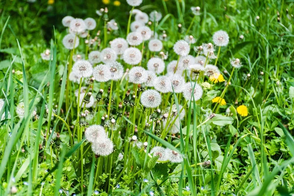 Field Taraxacum Commonly Known Dandelions White Fluffy Dandelion Flowers — Photo