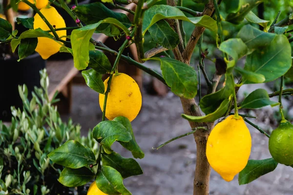 Свіжі Стиглі Жовті Лимони Звисають Дереві — стокове фото