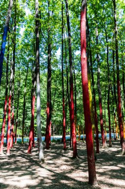 Romanya 'nın Gorj ilçesindeki renkli orman.