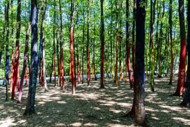Romanya 'nın Gorj ilçesindeki renkli orman.