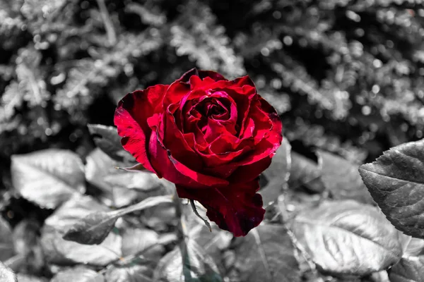 Couleur Sélective Une Rose Rouge Sur Fond Désaturé — Photo