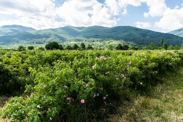 Rosa Damascena or Damask rose. Field with pink bulgarian roses located in the Thracian Rose valley. Tea rose rosebushes. Bulgaria.
