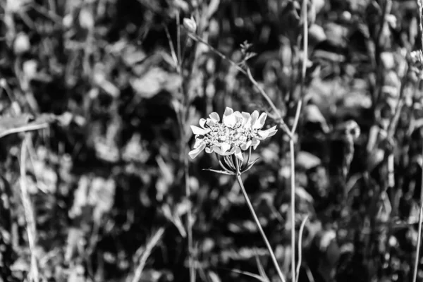 ออร แกรนด ฟลอร ดอกก หลาบส ขาว นสายพ ของพ ชดอกในตระก Apiaceae — ภาพถ่ายสต็อก