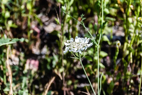 Orlaya Grandiflora Est Une Espèce Plante Famille Des Apiaceae — Photo