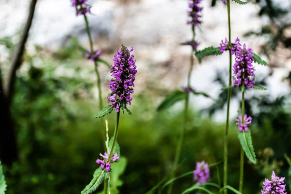 Betonica Officinalis Commonly Known Common Hedgenettle Betony Purple Betony Wood — Stock Photo, Image