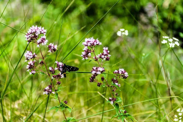 Papillon Noir Avec Des Points Sur Les Fleurs Origan Origanum — Photo