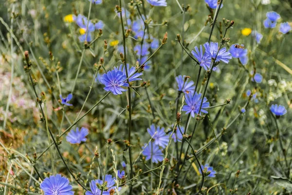 Cichorium Endivia Annual Biennial Herb Taproot Blue Flowers — Stock Photo, Image