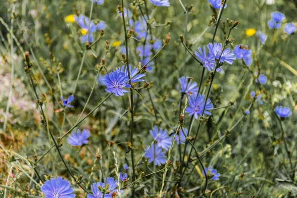 Cichorium endivia, taproot ve mavi çiçekli yıllık veya iki yıllık bir bitkidir..