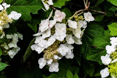 Hydrangea quercifolia, Hydrangeaceae familyasından bir bitki türü..