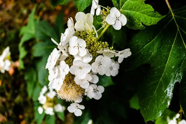 Hydrangea Quercifolia Commonly Known Oakleaf Hydrangea Oak Leaved Hydrangea Species — Stock Photo, Image