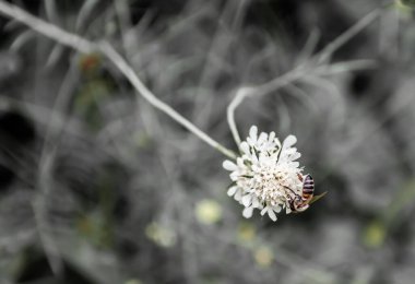 Scabiosa ochroleuca, yaygın olarak krem iğneliği veya krem scabiosa olarak adlandırılan, kremsi sarı çiçek başlıklı ve tozlaşma için bir arı türüdür..