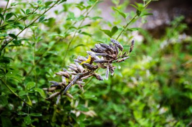 Kurumuş Vicia orobus, Vicia familyasına ait bir bitki türüdür..