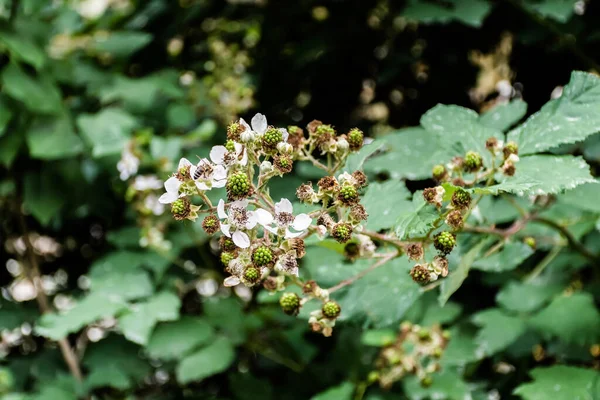 Branches with flowers and unripe fruits of blackberry or rubus fruticosus.