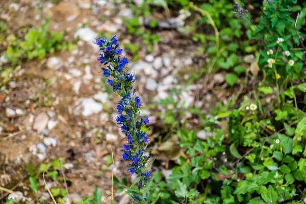 Echium Vulgare Est Une Espèce Amphibiens Famille Des Boraginaceae — Photo