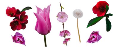 Bitki beyaz arka planda, oyulmuş. Sadece odak noktasındaki nesne. Bahar çiçekleri, sulu yeşiller.