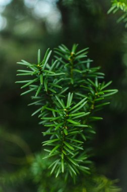 Sulu sebzeler. Noel ağacı dallarındaki iğneler, yaratıcılık için arka plan