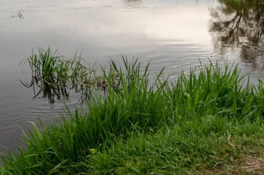 Göl manzarası. Vahşi ördeklerin yaşadığı bir yaz günü gemiler nehir boyunca yüzer. Balıkçılar için dinlenme alanı, doğada tatil
