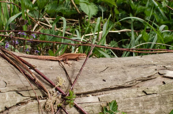 Background Tree Lying Floor Lizard Basks Sun — Stock Photo, Image