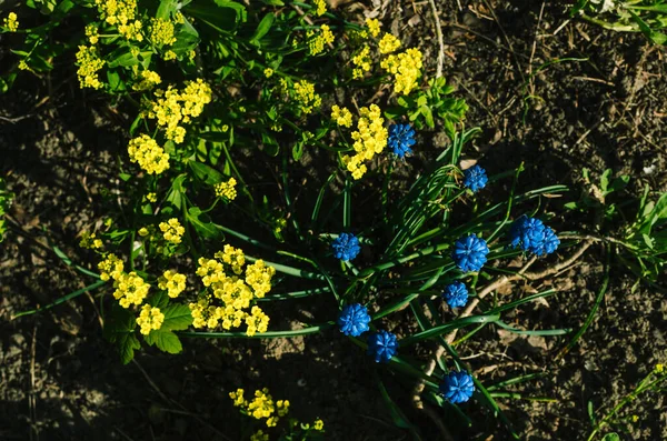 Bahçede Çiçekler Ukrayna Renginde Lale Sarı Arkaplanda Mavi Çiçek — Stok fotoğraf
