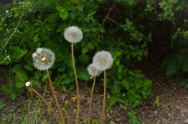 Wildflowers Fluffy Dandelions Three Pieces Summer Mood Lightness — Stock Photo, Image