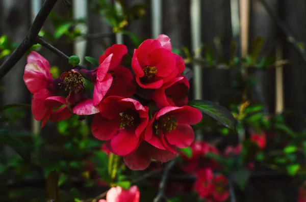 Blumen Auf Weißem Hintergrund — Stockfoto