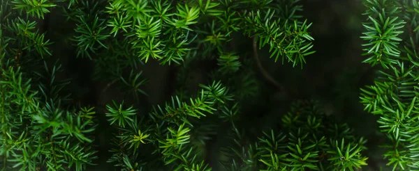 Verts Juteux Aiguilles Sur Branches Sapin Noël Fond Pour Créativité — Photo