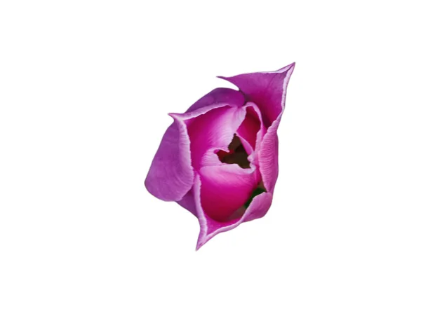 Apenas Objeto Central Foco Flores Primavera Verdes Suculentos Flor Rosa Imagem De Stock