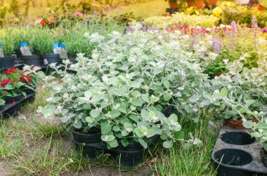 Fotoğraflar gün içinde çarşıda flaşla çekildi. Bahçe çiçekleri, yukarıdan çekim manzarası. Saksı bitkileri, doğal türler..