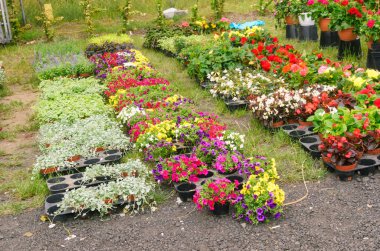 Fotoğraflar gün içinde çarşıda flaşla çekildi. Bahçe çiçekleri, yukarıdan çekim manzarası. Saksı bitkileri, doğal türler..