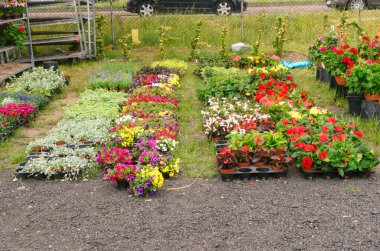 Fotoğraflar gün içinde çarşıda flaşla çekildi. Bahçe çiçekleri, yukarıdan çekim manzarası. Saksı bitkileri, doğal türler..