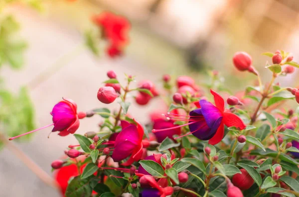 Pink Flowers Close Garden Flowers View Shooting Potted Plants Natural — Stockfoto