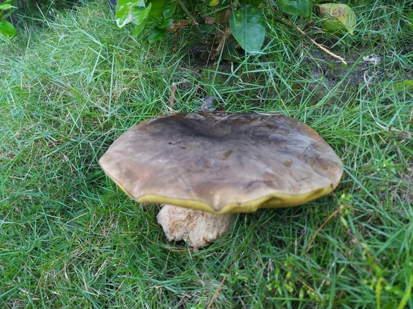 Wild Mushroom Brown Yellow Margins Growing Green Lawns — Stock Photo, Image
