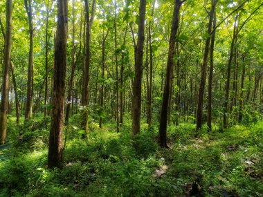Bir sıra çizgili ağaç, vahşi doğada gelişir. Çalıların yanı sıra taze ve serin yeşil çimenler..