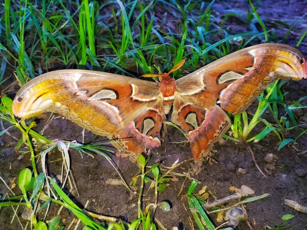 一只受伤的大蝴蝶栖息在草地上 — 图库照片