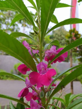 Su kına çiçekleri güzel mor, taze yeşil yapraklı..