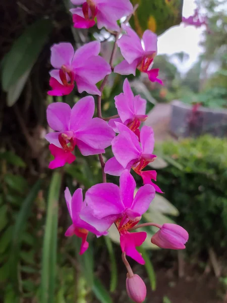 Фиолетовый Орхидея Цветок Декоративные Растения Домашняя Страница Сада — стоковое фото